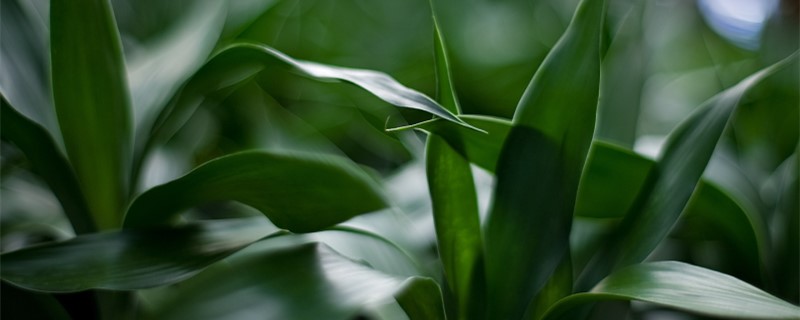 富贵竹能放电视旁吗富贵竹适合摆在哪里(富贵竹可以摆放在电视两旁吗?)