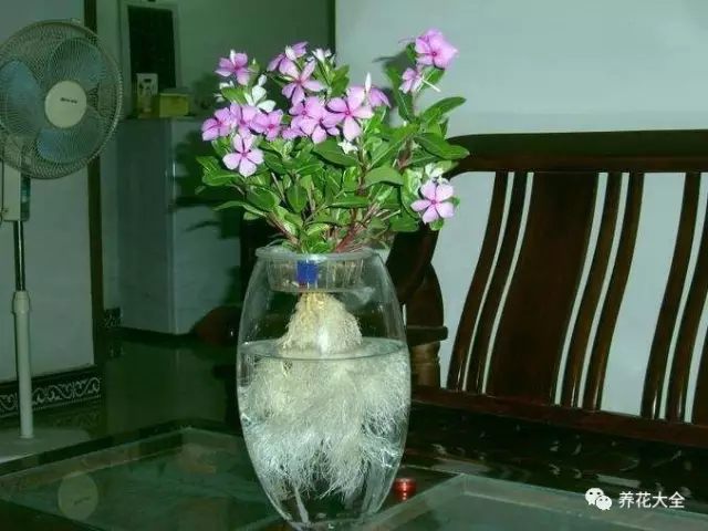 什么花越养越贵