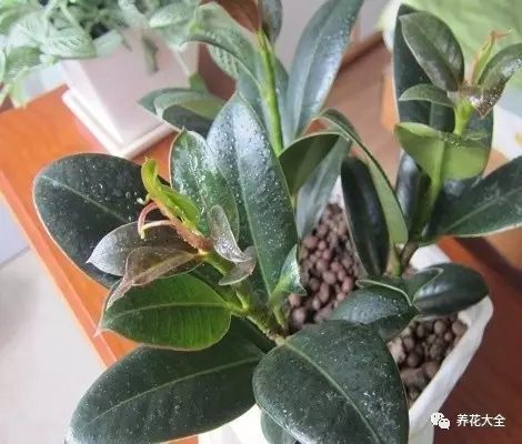 什么花越养越贵