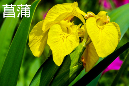 唐菖蒲是什么科