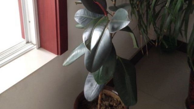 橡皮树怎么修剪更好看