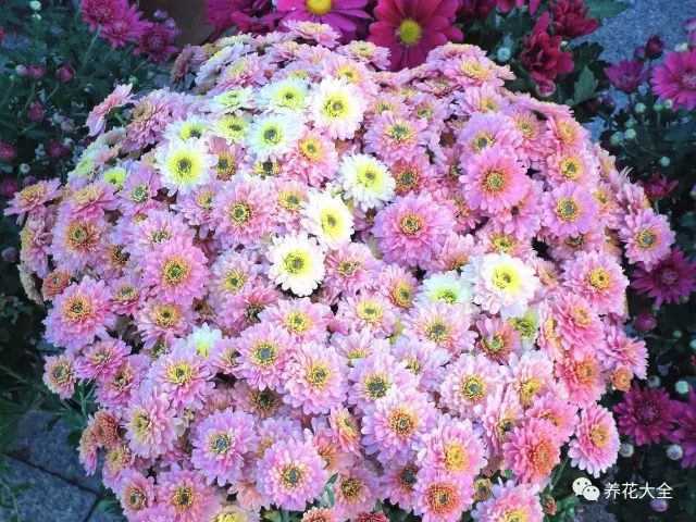 什么花越养越贵