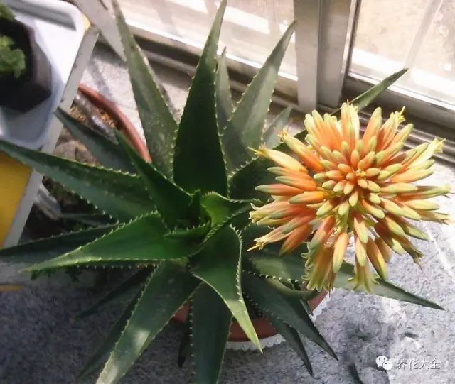 什么花越养越贵