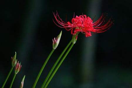 家里千万不能养的花有哪些