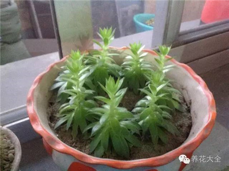 观音莲如何爆崽