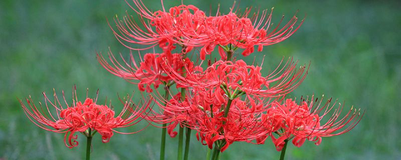 家里千万不能养的六种花(家里千万不能养的花有哪些)