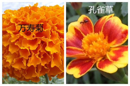 孔雀草与万寿菊在形态上有何区别?