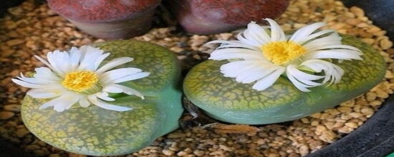 生石花变透明怎么处理(生石花变透明还有救吗)