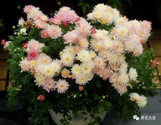 什么花越养越贵