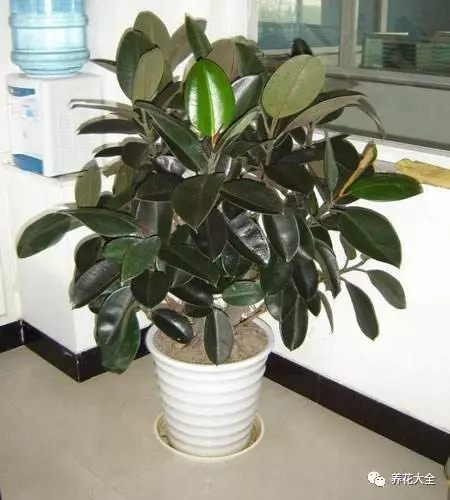 什么花越养越贵