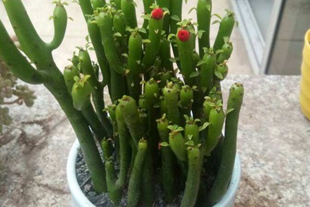 光棍树徒长怎么修