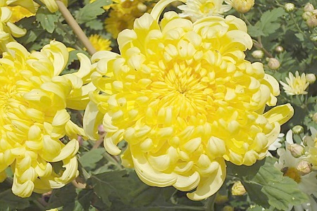 菊花叶子枯萎了需要剪调吗