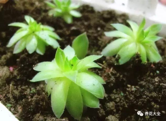 什么花越养越贵