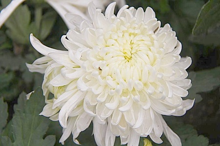 菊花叶子枯萎了需要剪调吗