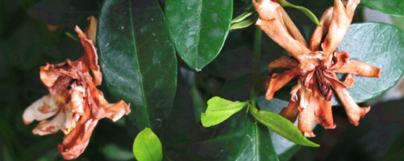 栀子花花期后怎么养护(栀子花花期后怎么养护好)