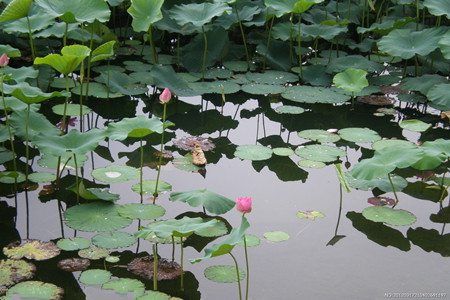 荷花怎样越冬