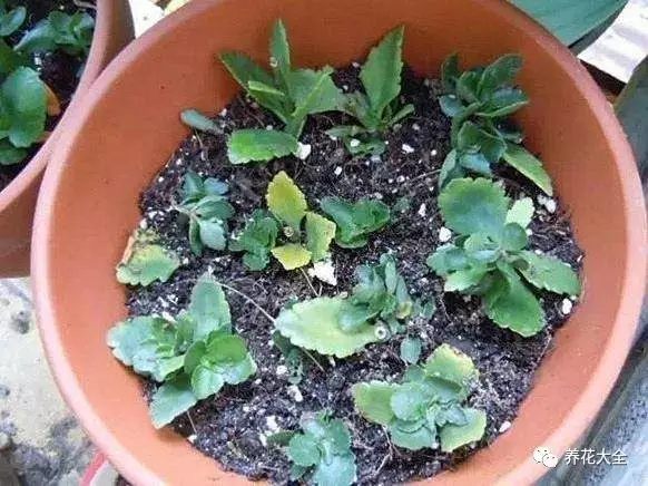什么花越养越贵