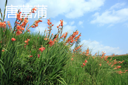 唐菖蒲是什么科