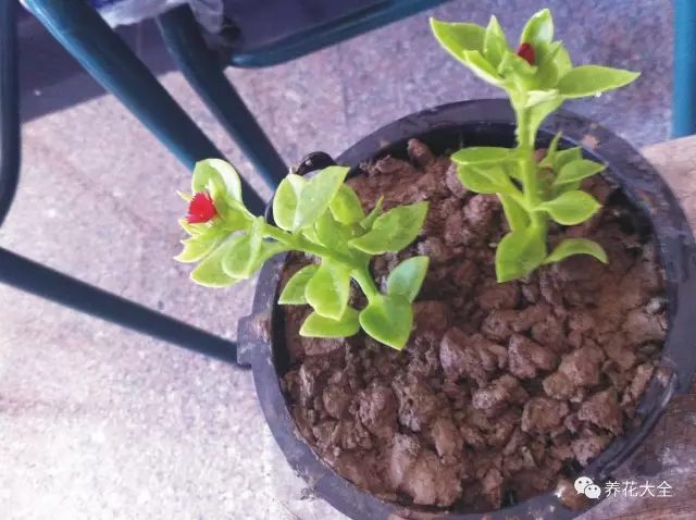 什么花越养越贵