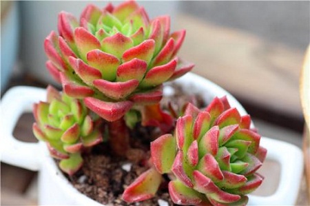 多肉植物蒂亚怎样爆盆