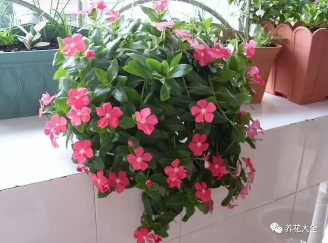 什么花越养越贵