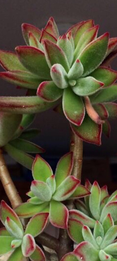 锦晃星怎么造型