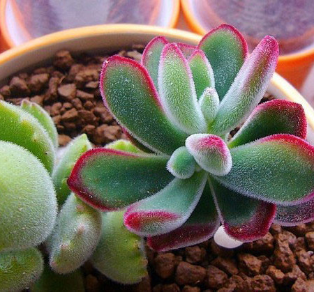 锦晃星怎么造型