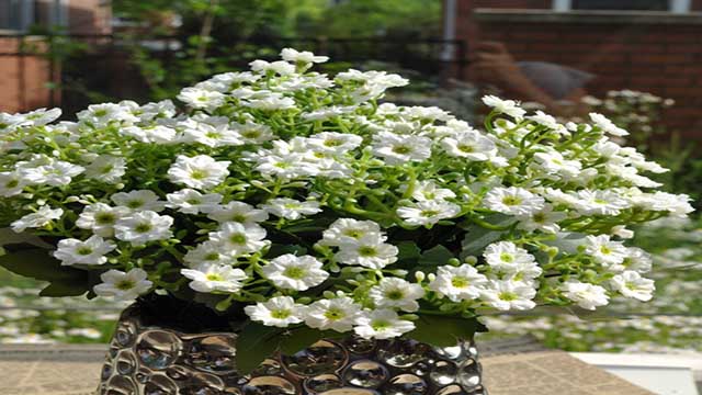 米兰不开花是什么原因(米兰不开花是什么原因呢)