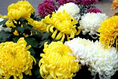 菊花叶子枯萎了需要剪调吗