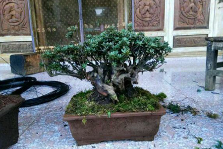 杜鹃花盆栽修剪