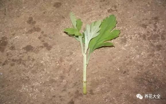 什么花越养越贵