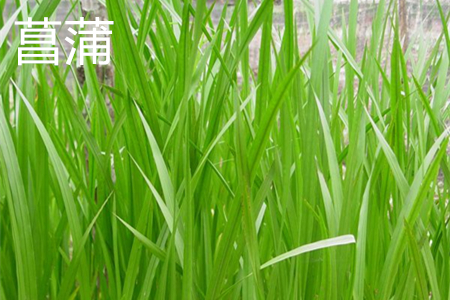 唐菖蒲是什么科
