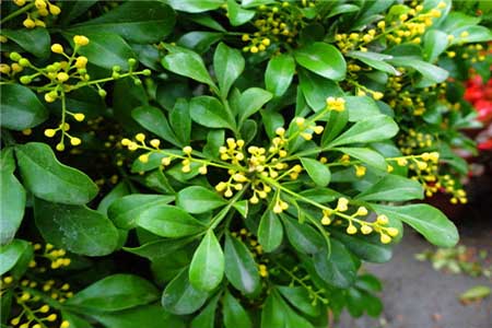米兰不开花是什么原因呢