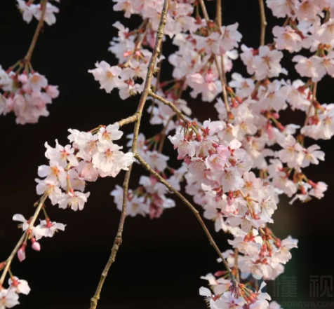 爱花赏花的诗句(爱花赏花的诗句三年级)