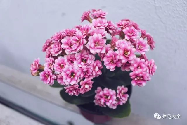 什么花越养越贵