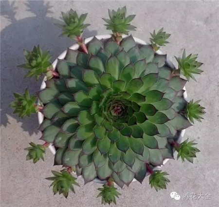 观音莲如何爆崽