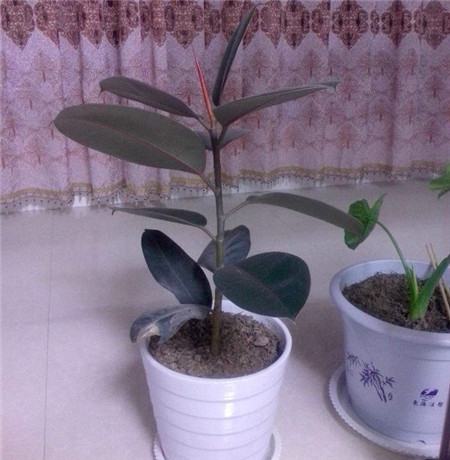 橡皮树怎么修剪更好看