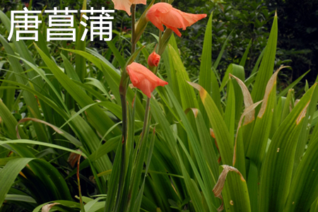 唐菖蒲是什么科