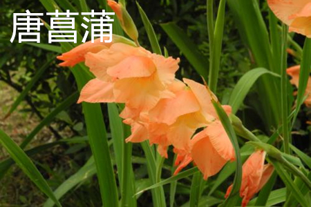 唐菖蒲是什么科