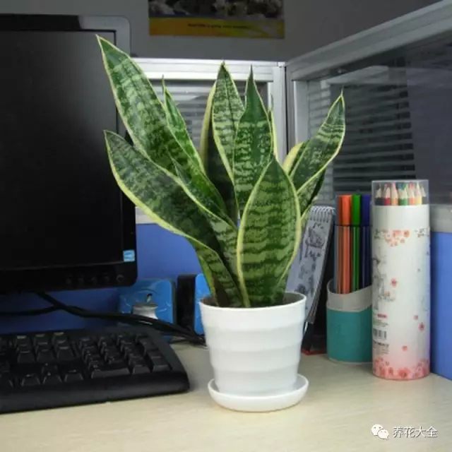 什么花越养越贵