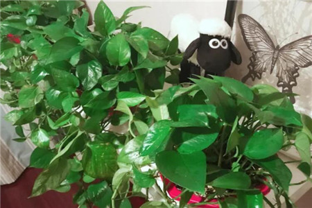 甲醛吸多了会有什么症状