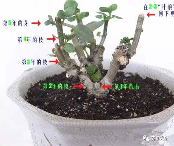 什么花越养越贵