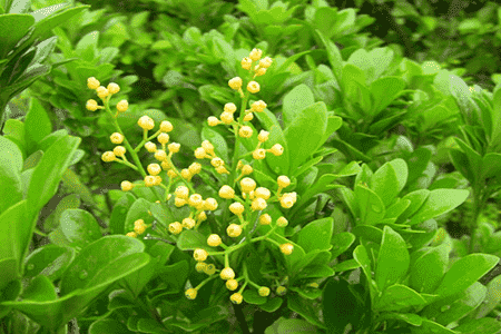 米兰不开花是什么原因呢
