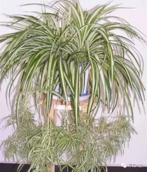 什么花越养越贵