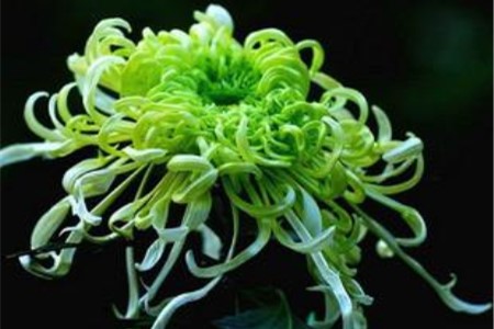 绿色的菊花长什么样子
