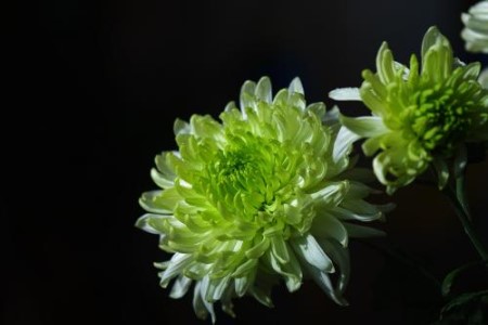 绿色的菊花长什么样子