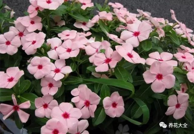 什么花越养越贵