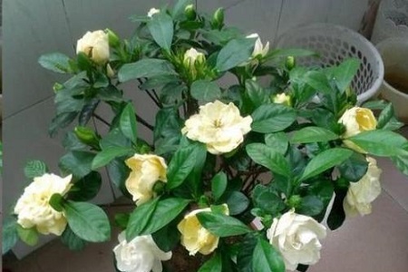 栀子花花期后怎么养护好