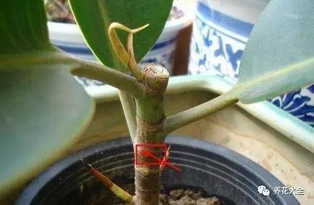 什么花越养越贵