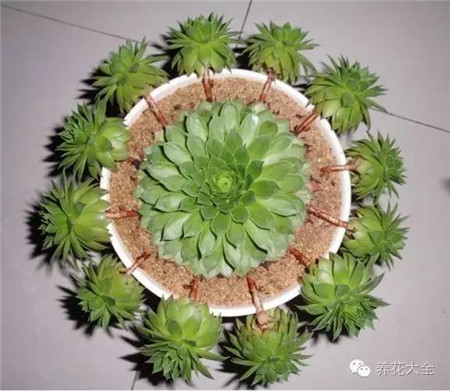观音莲如何爆崽